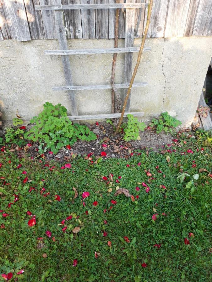 Ferienwohnung Im Seidlerhof Mit Balkon Und Garten Röhrnbach Екстериор снимка